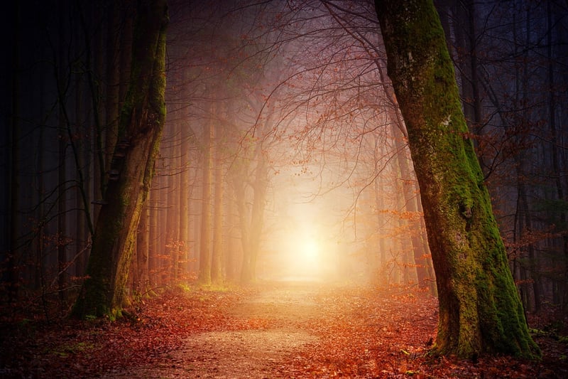 Black Forest