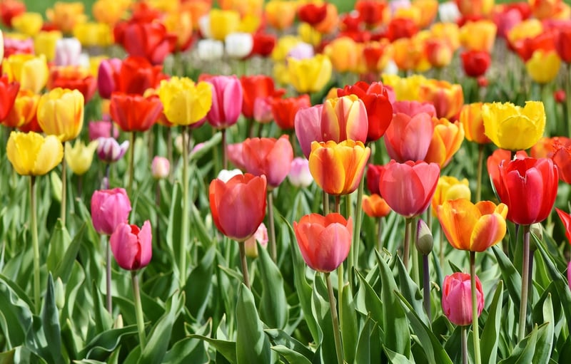 Keukenhof Gardens, Netherlands